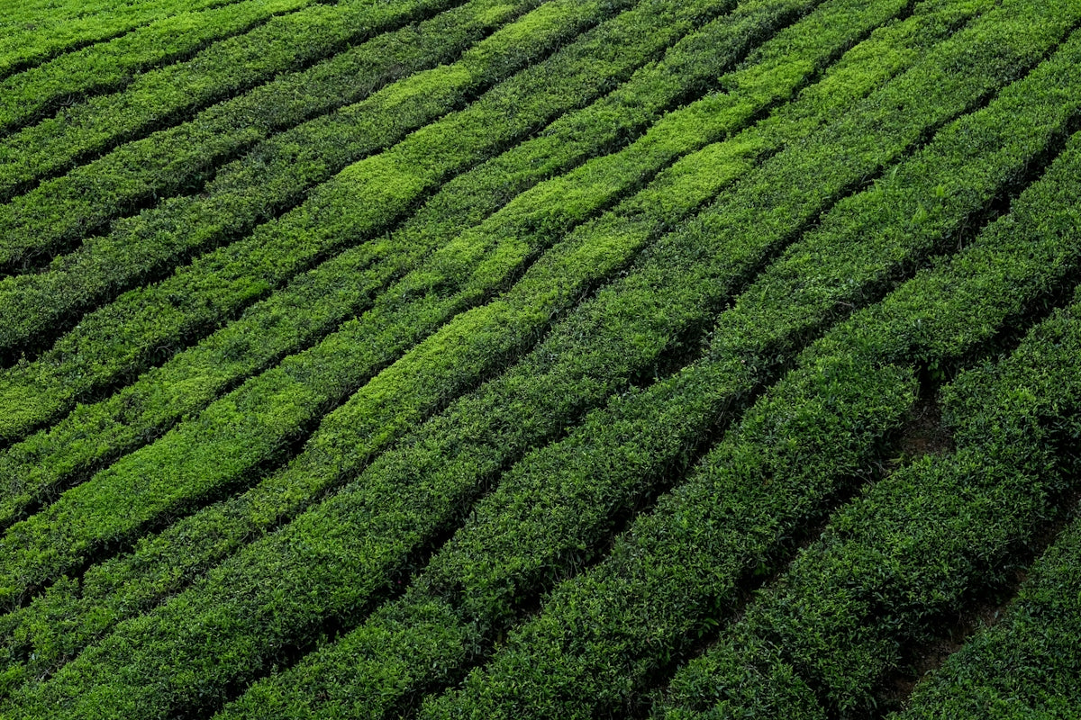 Rows of vibrant green tea bushes planted along a sloping hillside